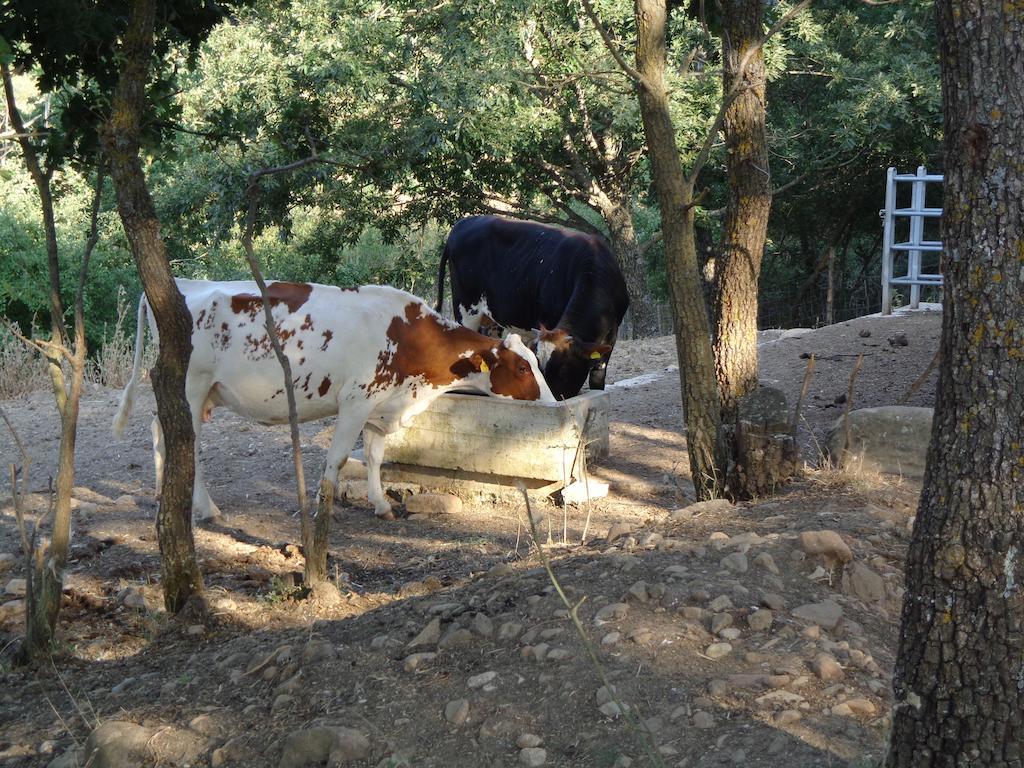 Agriturismo San Pietro ガンジ エクステリア 写真